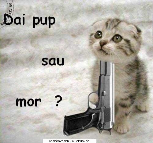 Dragoste ?! - normal...pitikot stie c stie;) - Interesant ! Diferite Subiecte !